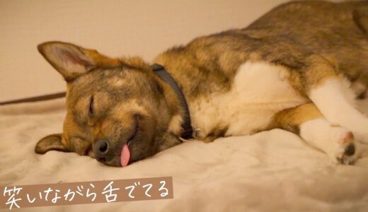 すっかり野生を忘れたんじゃない？安心して笑いながら眠るチャーリー