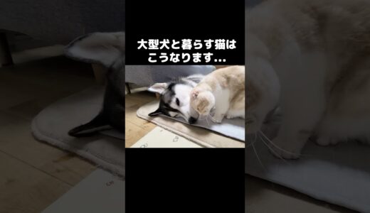 大型犬と暮らす猫はこうなります...#shorts