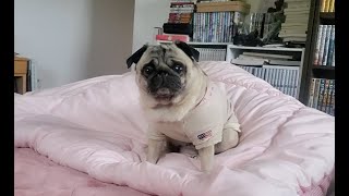 朝からイキりちらすパグ犬ぷぅ Pug