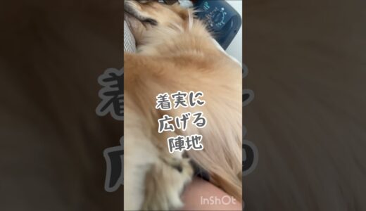 大型犬と寝るとこうなります