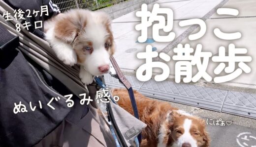 抱っこマンな先住犬を見て抱っこ好きになってきた生後2ヶ月子犬【ボーダーコリー・オーストラリアンシェパード】