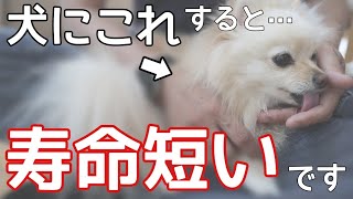 犬の命を削ってしまうアナタがしている親バカ行為【犬の飼い主】