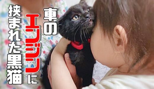 【保護犬・仔猫】車のエンジンルームに挟まれていた黒猫エレのケガとこれからの事vol 326」