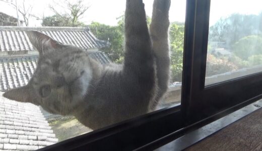 あの犬が去って平穏な日常が戻った猫の生活