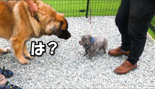 威嚇して吠えまくる犬を大型犬に差し出した結果がこちら