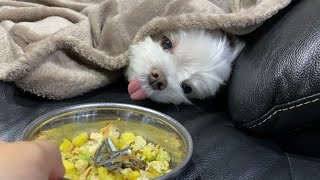 マイペースすぎる犬に「ご飯だよ」と言ったらこうなった