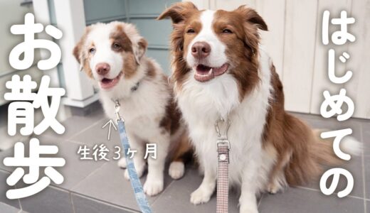 生後3ヶ月の子犬がお散歩デビューしたら先住犬のお姉ちゃん大好きすぎて愛おしすぎた🥺！！【ボーダーコリー・オーストラリアンシェパード】