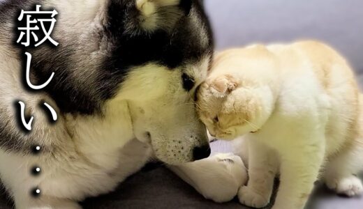 夜中にこっそり帰宅したら子猫が大型犬に世界一可愛い事してた…