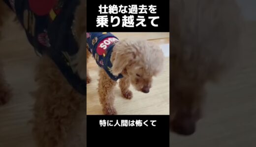 【保護犬】12年間の犬生を取り戻す奇跡の瞬間#shorts #保護犬 #トイプードル