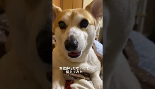 【犬】くきたんまとめ集！みんなはどれが好き？🫣#くきたん #コーギー #shorts