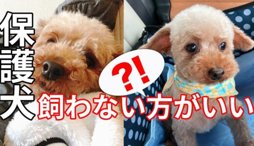 保護犬は飼わない方がいい？！