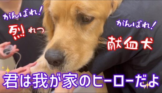 献血犬ドナー登録して初めての献血‼️ゴールデンレトリバー烈