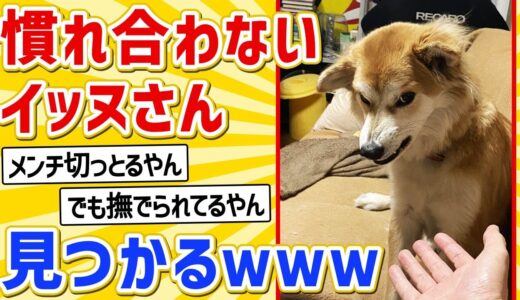 【2ch動物スレ】馴れ合わない犬、爆誕ｗｗｗｗ