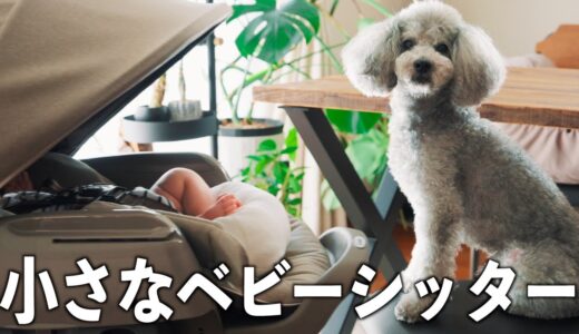 🐶【犬と赤ちゃんの日常#3】ママ不在！はじめての1日ワンオペ育児で愛犬が子守犬として大活躍！！