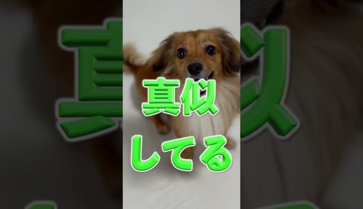 優しい人に育てられた犬だけが見せる行動5選 #shorts