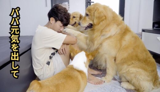 悲しくなった飼い主のそばに寄ってきて慰める犬たちの姿に感動