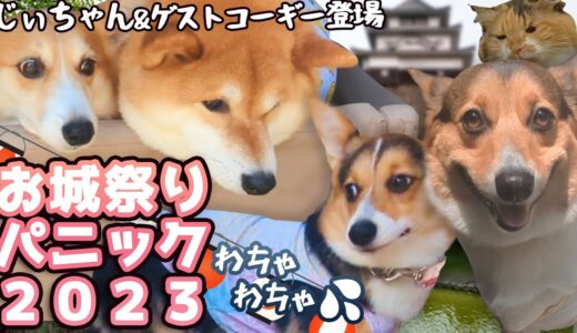 【犬猫アテレコ】お祭り!かつてないわちゃわちゃ‼そしてガーゴイル