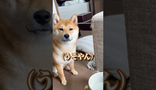 愛犬にエサ一粒ドッキリしたらキレたw