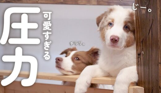 手作りジャーキーを心待ちしている先住犬と子犬が可愛いすぎてズルい・・・🥺【ボーダーコリー・オーストラリアンシェパード】