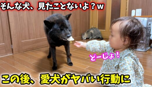 １歳児に鶏肉をもらった愛犬が信じられない行動に・・・【甲斐犬一休と猫のしずくと僕のチャンネル】