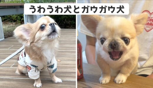 うわうわ犬とガウガウ犬が会った結果…