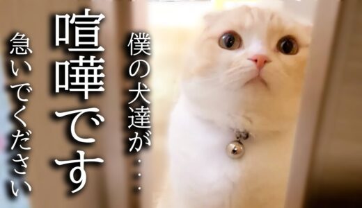 トイレから出ると猫がニャーニャー騒いでるのでついて行ってみると...