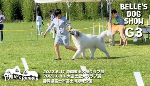 ベルのドッグショー 2023.6.17-18 静岡東全犬種クラブ展 / 大富士愛犬クラブ展　Great Pyrenees　グレートピレニーズ