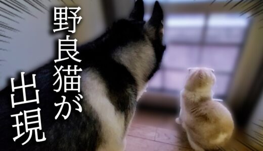 初めて野良猫の喧嘩を見てしまった子猫と犬がこうなっちゃいました…