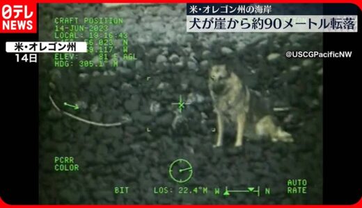 【90メートル転落】崖から落ちた犬…救助の一部始終　「誰かの家族である愛犬を救助するのは当然」