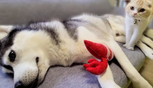 猫が一緒に寝てくれないので浮気した結果こうなった...