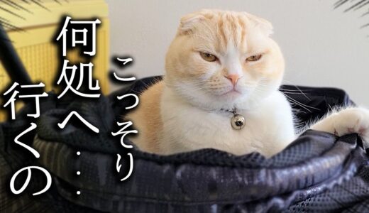 犬とこっそりお出かけしようとしたら猫が先回りしてこうなってました...