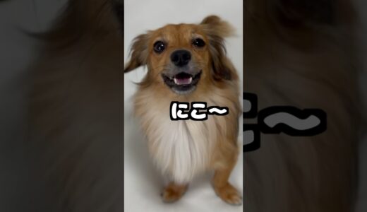 犬にこれしたら虐待に値する！ #shorts