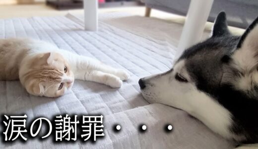 初めて犬に蹴られた猫がプンプンに怒って威嚇した結果こうなった…