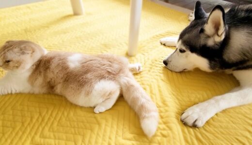 うとうとしてる犬に猫が放屁したらこうなりました...笑