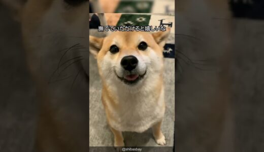 柴犬の可愛すぎる解説 #shorts #shibainu