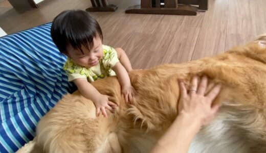 赤ちゃん嫌いだった大型犬が撫でられることを許した日。