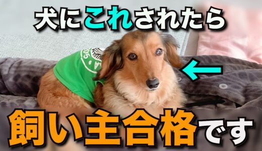 【徹底解説】犬に飼い主として合格だと思われている人の特徴11選