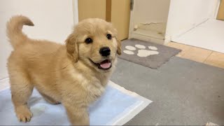 なんでも兄犬の真似をしたくなる年頃の子犬が健気すぎて可愛い...【ゴールデンレトリバー】