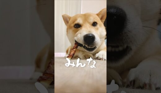 グルメコメンテーター柴犬こむぎ #犬 #shorts #dog