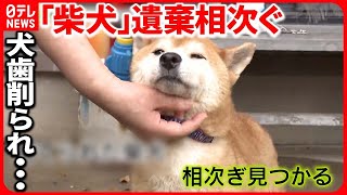 【｢柴犬｣「秋田犬」相次ぎ遺棄】犬歯削られ 声帯も切られ…  メス犬に偏りか  徳島