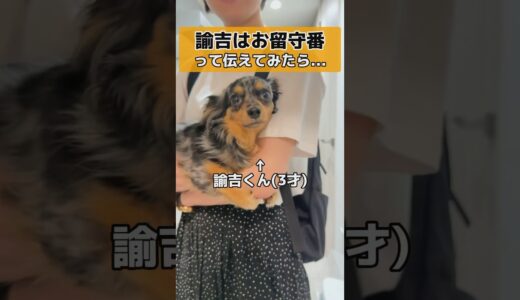 【ミックス犬】胸が痛くなって飼い主完敗... #shorts