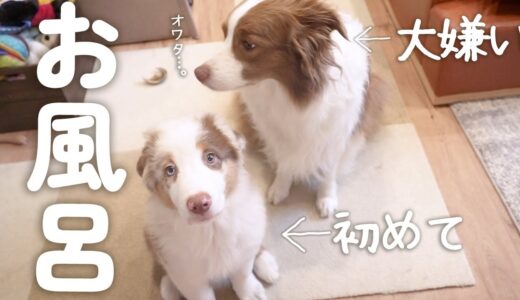 はじめてのお風呂にわくわくする生後2ヶ月の子犬とお風呂が大嫌いで絶望する先住犬・・・【ボーダーコリー・オーストラリアンシェパード】