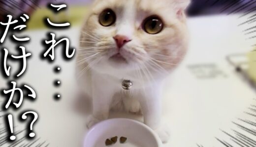 ご飯の量が3粒しかなかった時の猫と犬の反応がこちら