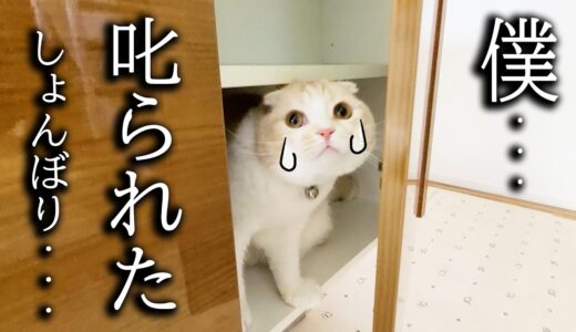 初めて猫が犬に吠えられ怒られたらこうなっちゃいました…