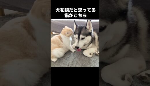 犬を親だと思ってる猫はこうなります...#shorts