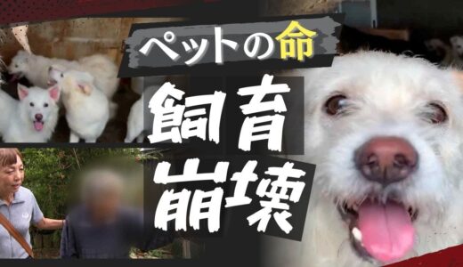 “囚われの動物たち”悪臭の家に８４匹の犬、現実と向き合えない「多頭飼育崩壊」