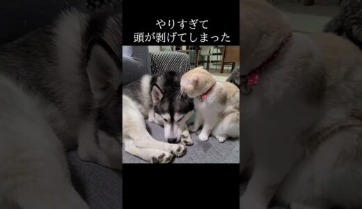 猫が犬の頭をぺろぺろしすぎてこうなってしまった...#shorts