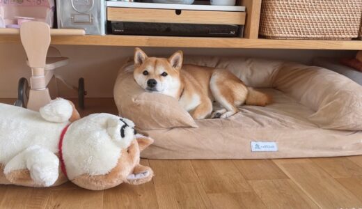 掃除で犬様ベッドどかしたら、そのままお気に入りの隠れ家になってしまった