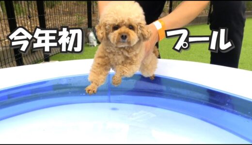 水が苦手な犬が今年初のプールに入ったらこうなった