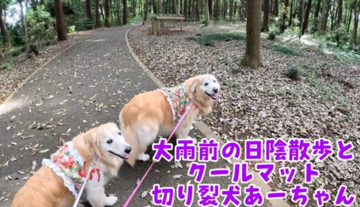 大雨前の断捨離とクールマット切り裂き犬あーちゃん